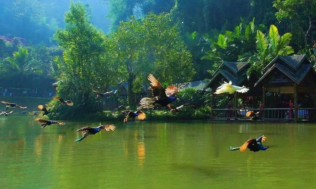 红树林逃生